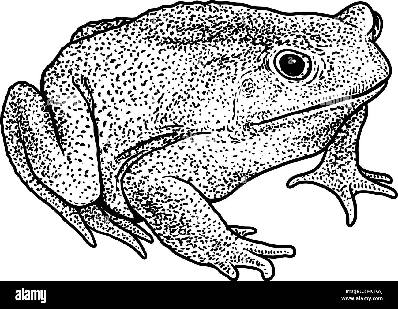 Cane toad illustration, drawing, engraving, ink, line art, vector Stock Vector