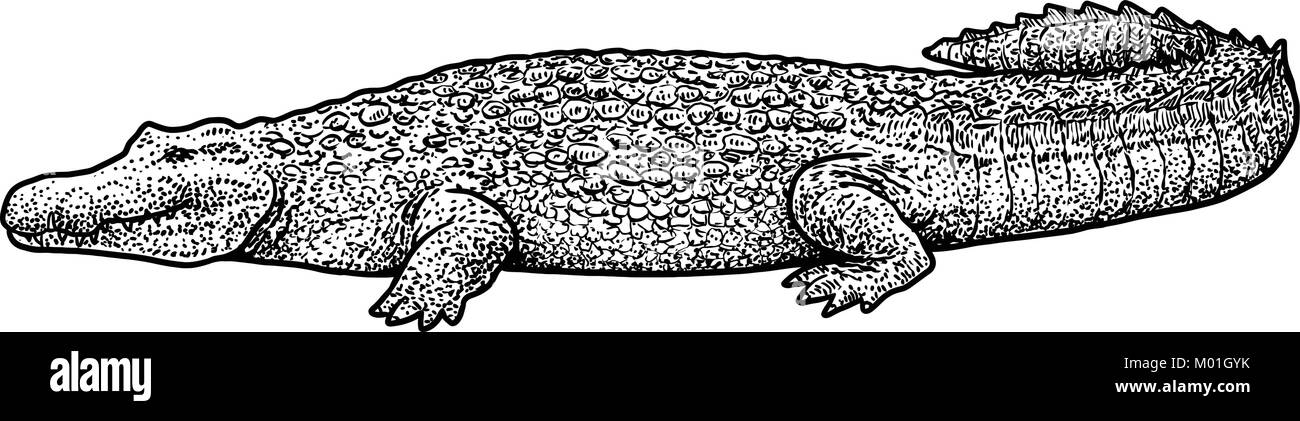 Crocodile illustration, drawing, engraving, ink, line art, vector Stock Vector