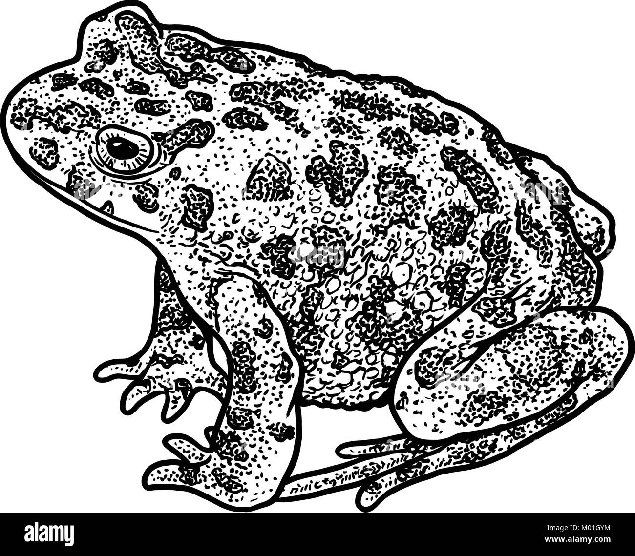 European green toad illustration, drawing, engraving, ink, line art, vector Stock Vector