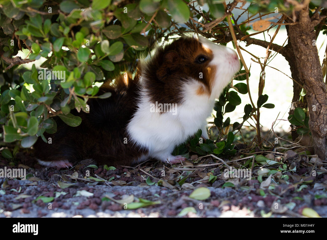 Guinea Pig eating leaves in the wild Stock Photo Alamy
