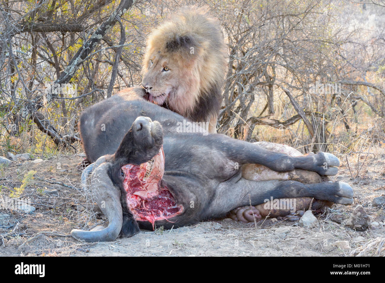 Male Lion (Panthera leo) eating from Cape buffalo (Syncerus caffer caffer) kill, Mountain zebra national park, South Africa. Stock Photo