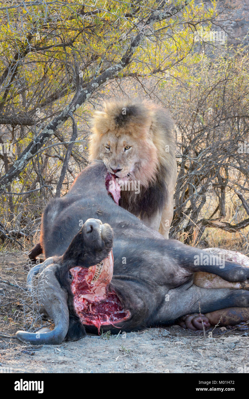 Male Lion (Panthera leo) at a Cape buffalo (Syncerus caffer caffer) kill, Mountain zebra national park, South Africa. Stock Photo