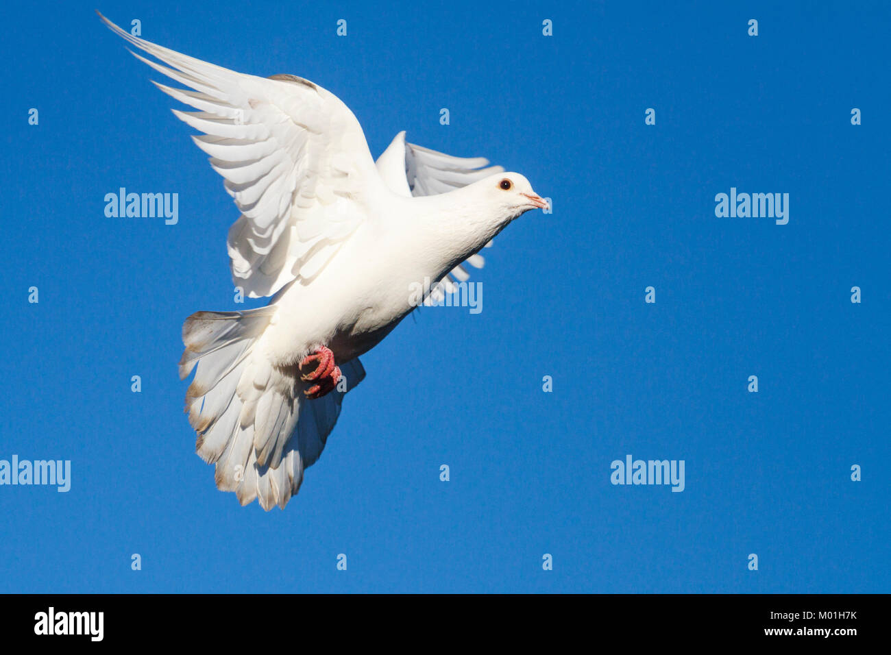 White dove blue sky hi-res stock photography and images - Alamy