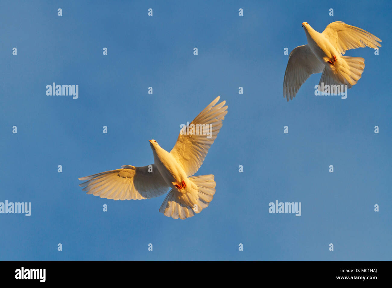 two white pigeons fly in sunlight Stock Photo Alamy