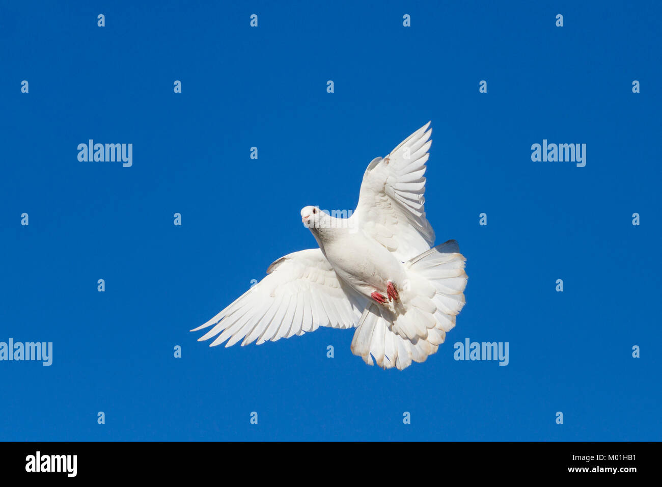 white dove on blue sky Stock Photo Alamy