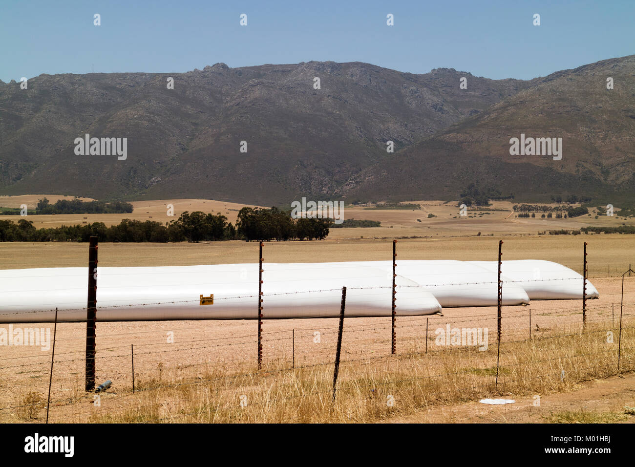 Swartland region of the Western Cape South Africa. December 2017. Long tube like storage plastic bags laying in a field of the wheatlands Stock Photo