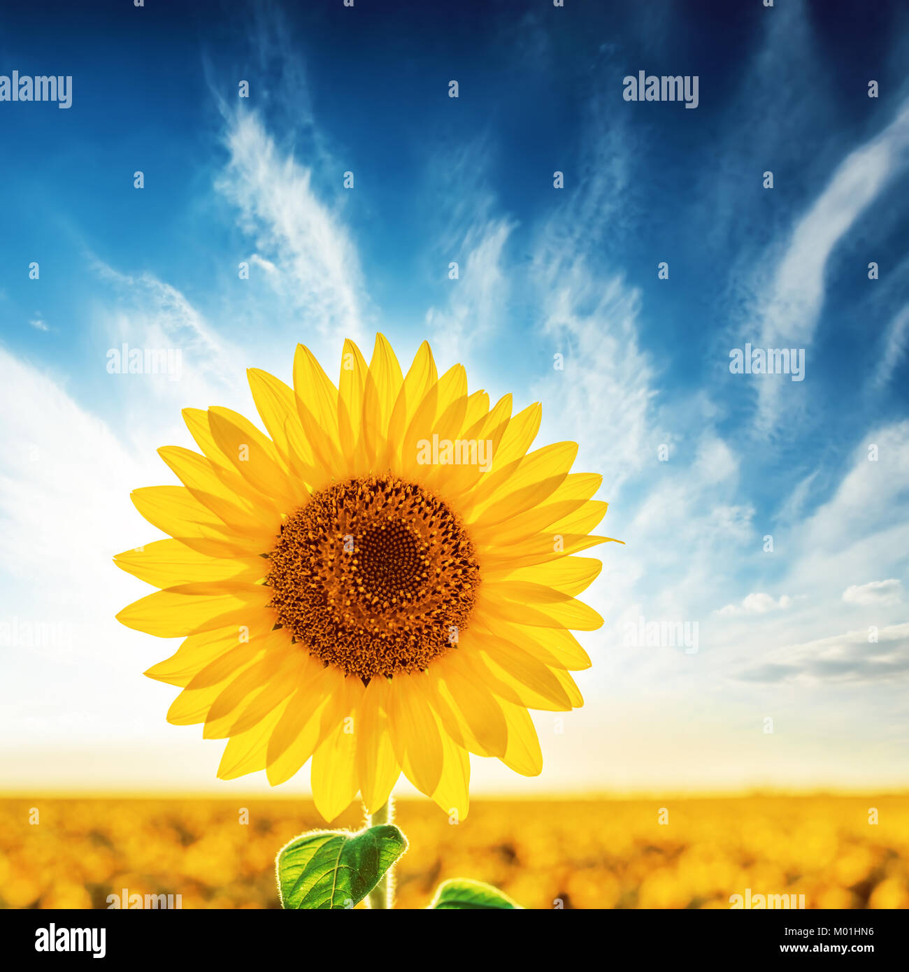 sunflower on field in sunset time Stock Photo - Alamy