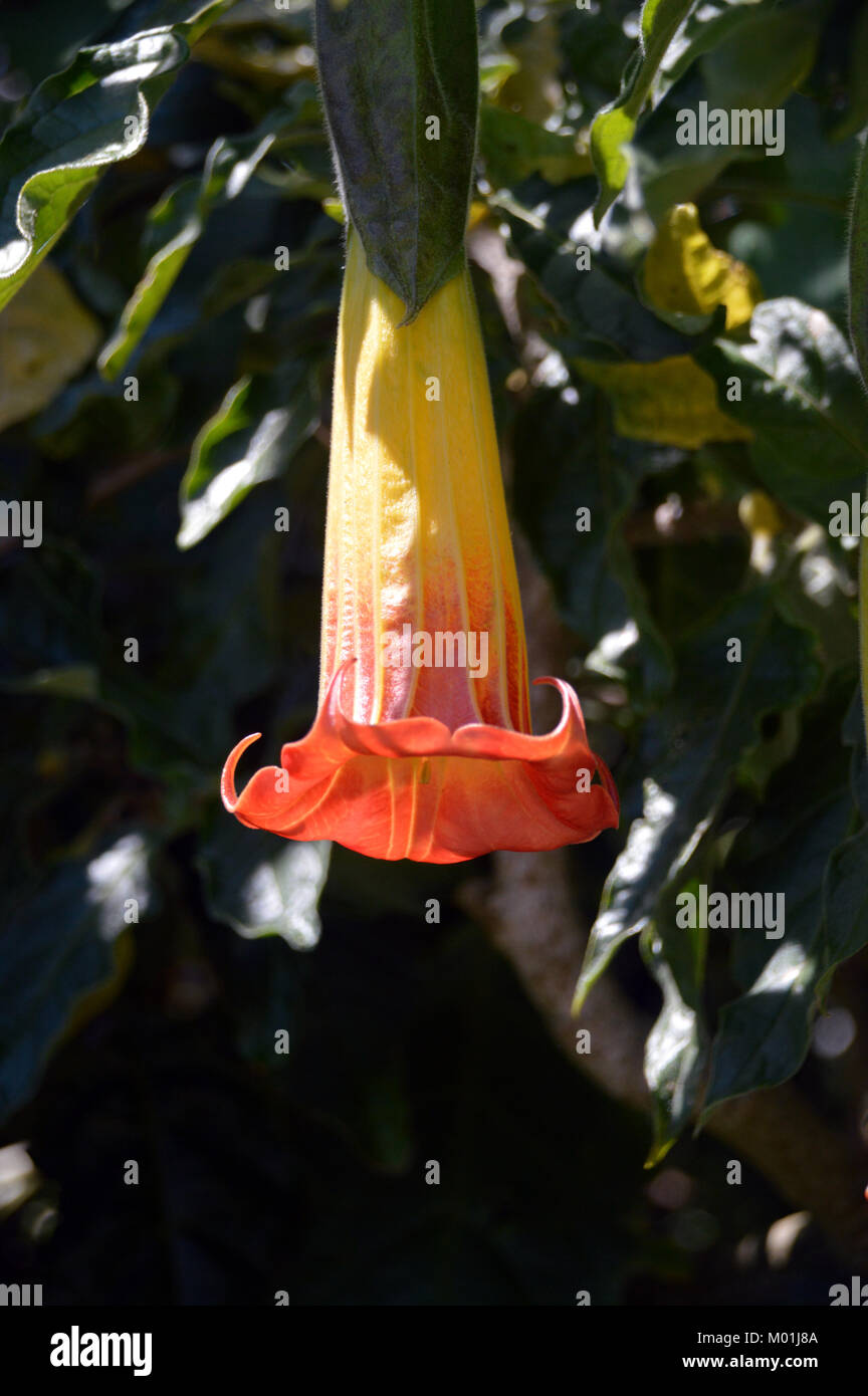 Single Brugmansia sanguinea Flower (red angel's trumpet) grown in a Garden on St Agnes Island, Isles of Scilly, England, Cornwall, United Kingdom. Stock Photo