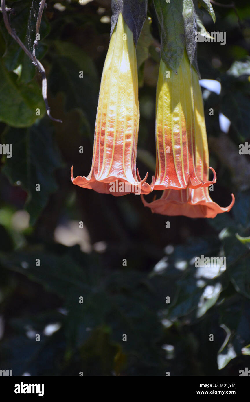 Brugmansia sanguinea Flowers (red angel's trumpet) grown in a Garden on St Agnes Island, Isles of Scilly, England, Cornwall, United Kingdom. Stock Photo