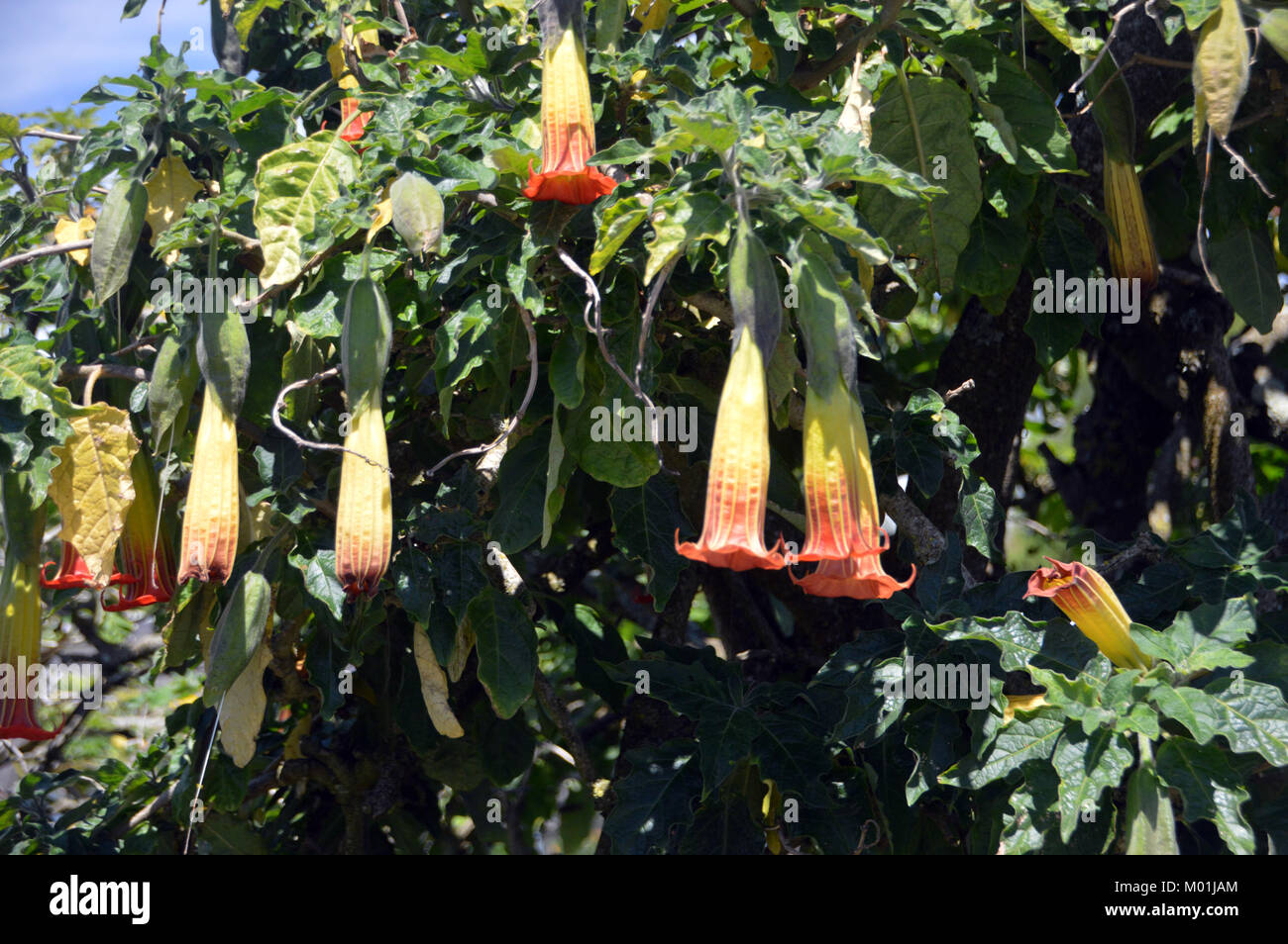 Brugmansia sanguinea Flowers (red angel's trumpet) grown in a Garden on St Agnes Island, Isles of Scilly, England, Cornwall, United Kingdom. Stock Photo