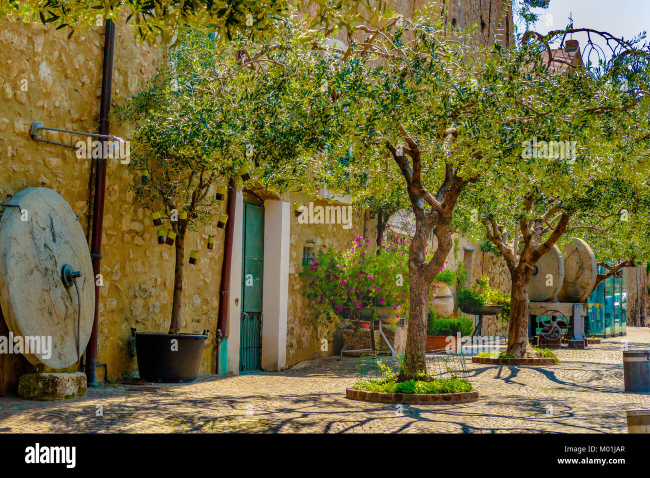 Olive trees and oil press, Albenga, Liguria, Italy. Aprill 2017. Stock Photo