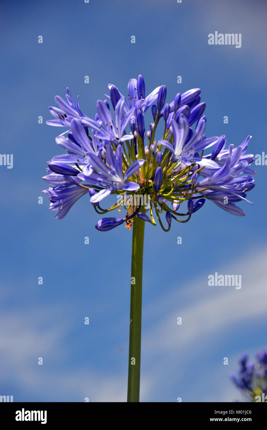 Single Blue Agapanthus Flower Lily Of The Nile In A Garden In Higher Town On St Agnes Isles Of Scilly Cornwall United Kingdom Stock Photo Alamy