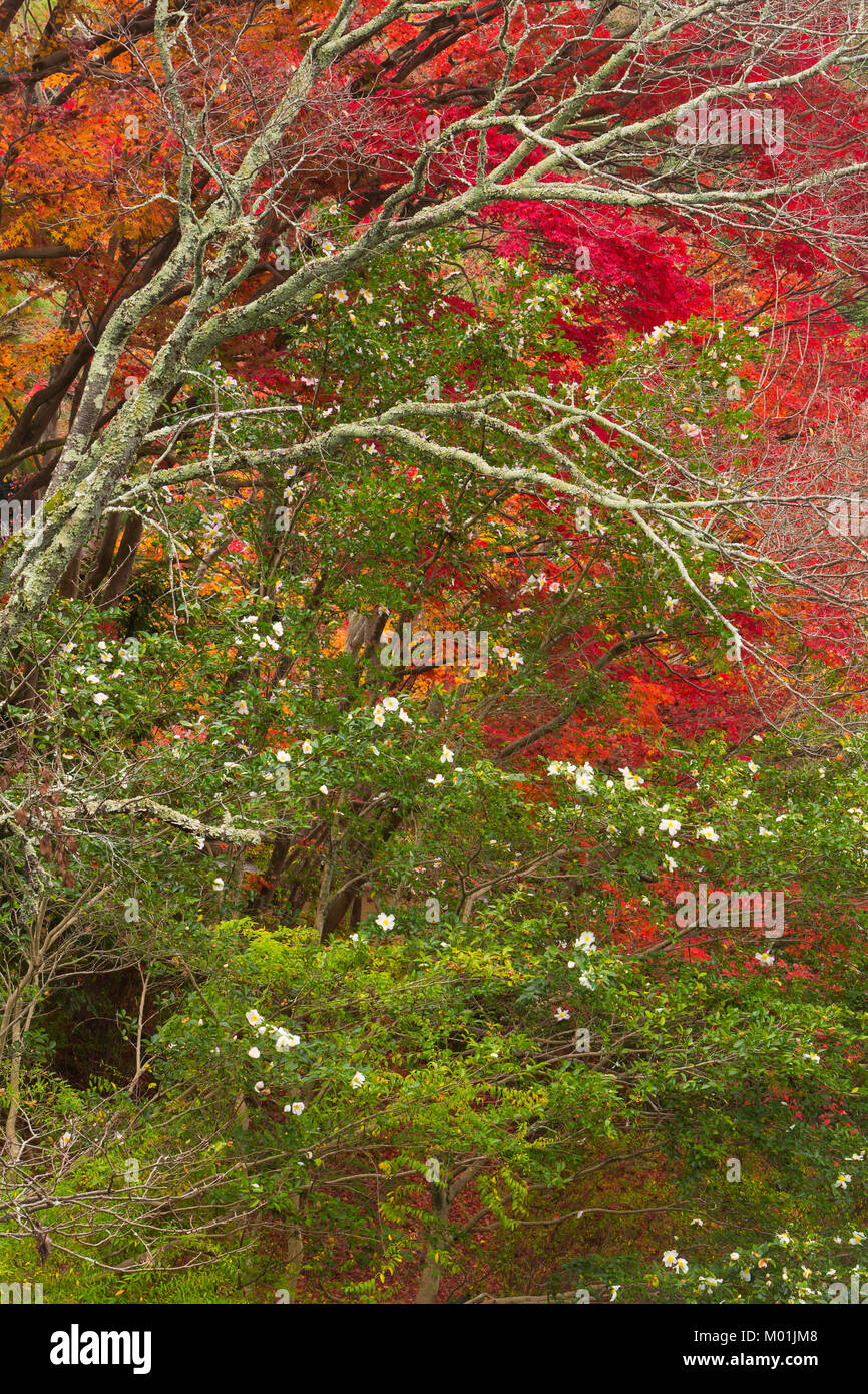 Fall color and blooming camelia along the Philosopher's Path in Kyoto, Japan. Stock Photo