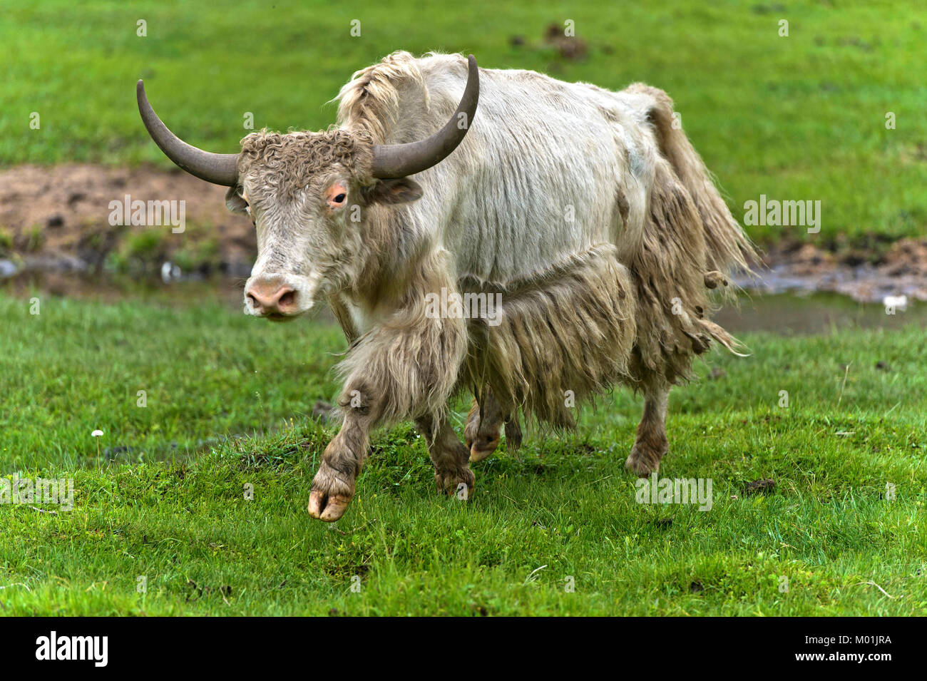 Yak with horns on a pasture, Gorkhi-Terelj National Park, Mongolia Stock Photo
