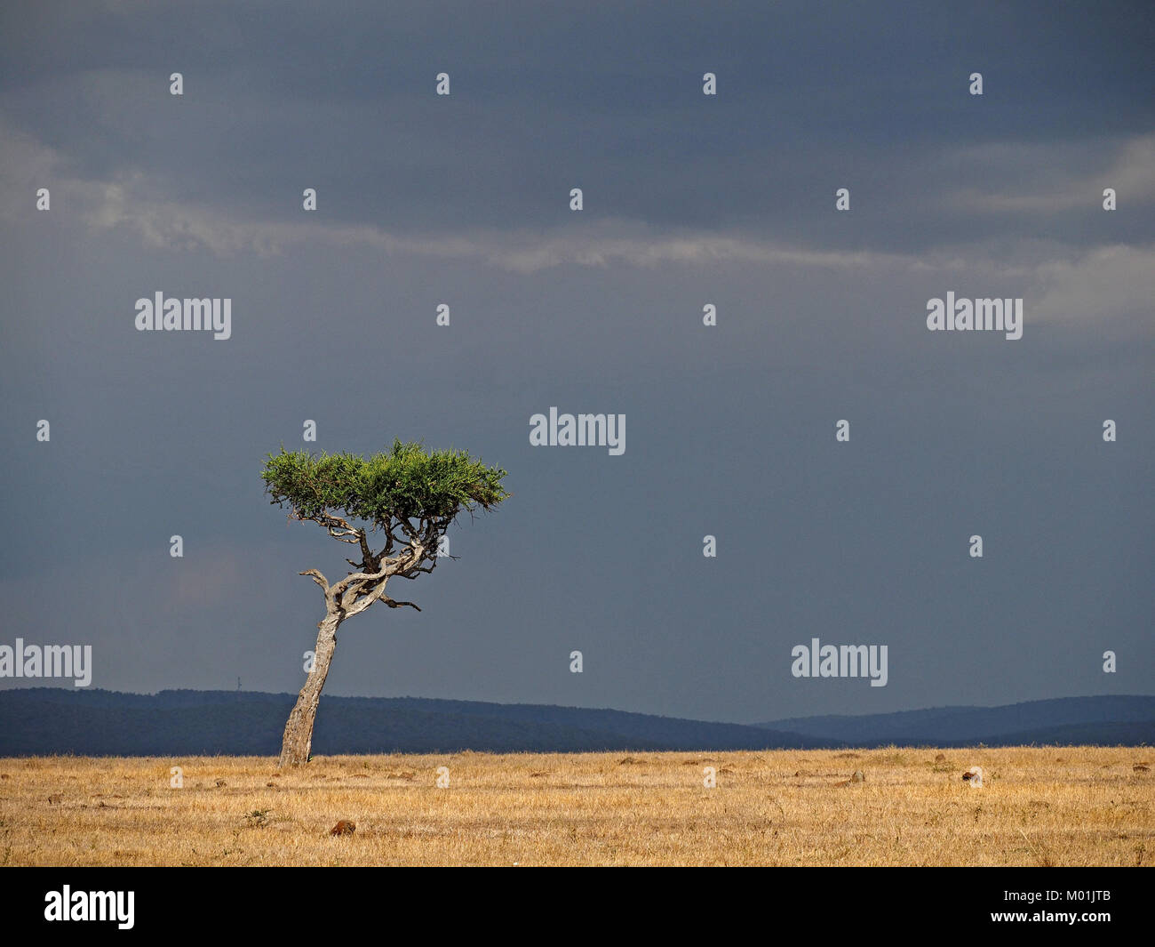 Balanites Stock Photos & Balanites Stock Images - Alamy