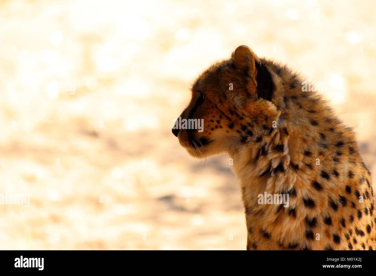 Cheetah,Oudtshoorn, nature reserve Stock Photo Alamy