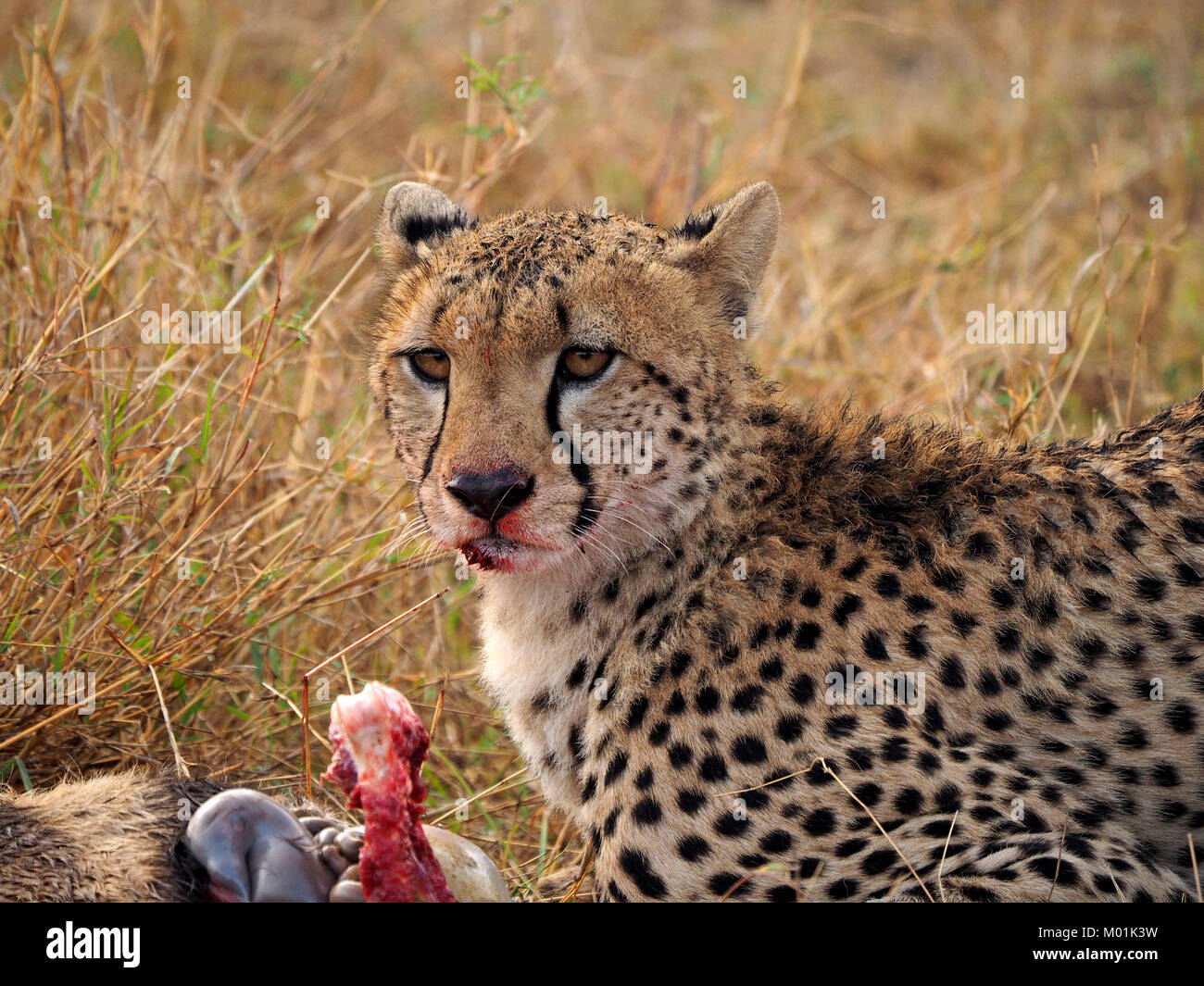 portrait of Cheetah (Acinonyx jubatus) with kill in Mara conservancies, Kenya, Africa Stock Photo