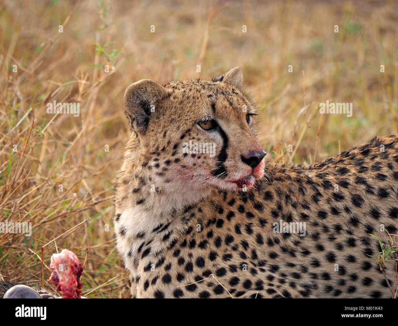 portrait of Cheetah (Acinonyx jubatus) feeding on kill in Mara conservancies, Kenya, Africa Stock Photo