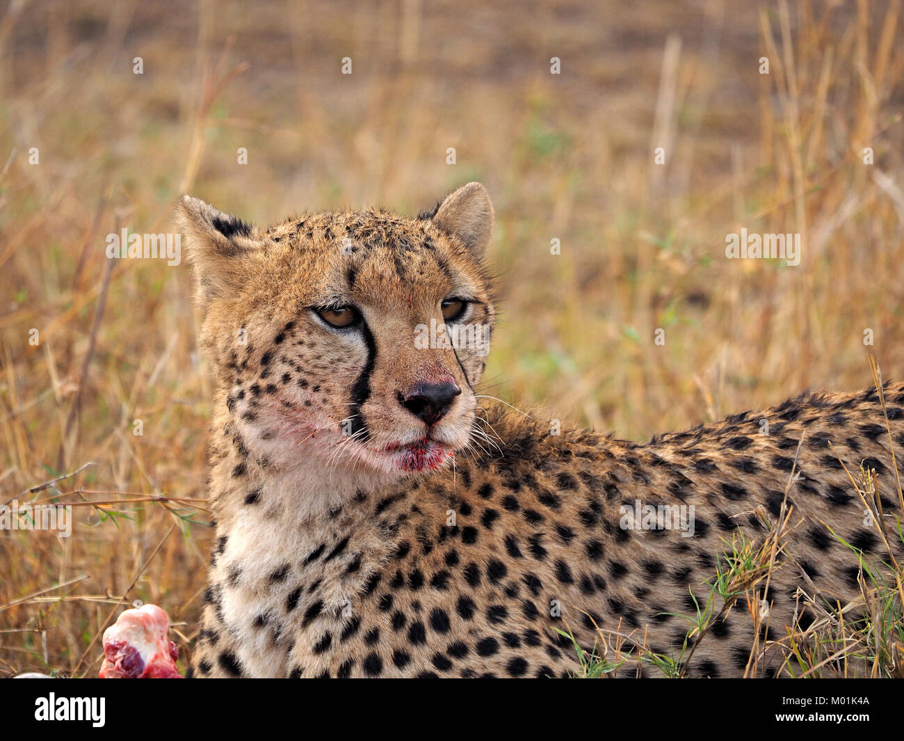 portrait of Cheetah (Acinonyx jubatus) in Mara conservancies, Kenya, Africa Stock Photo