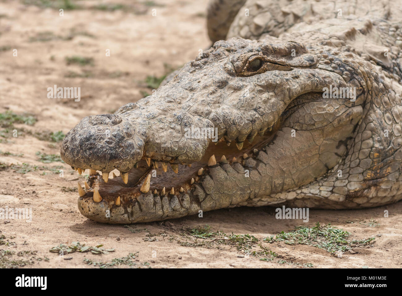 Close-up portrait of the face of an african crocodile (crocodylus succhus), Burkina Faso. Stock Photo