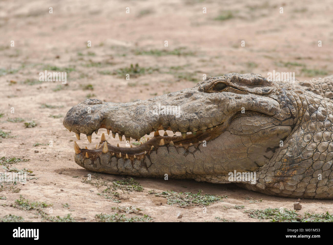 Profile of an african crocodile (crocodylus succhus) which is considered as sacred in Bazoulé, Burkina Faso. Stock Photo
