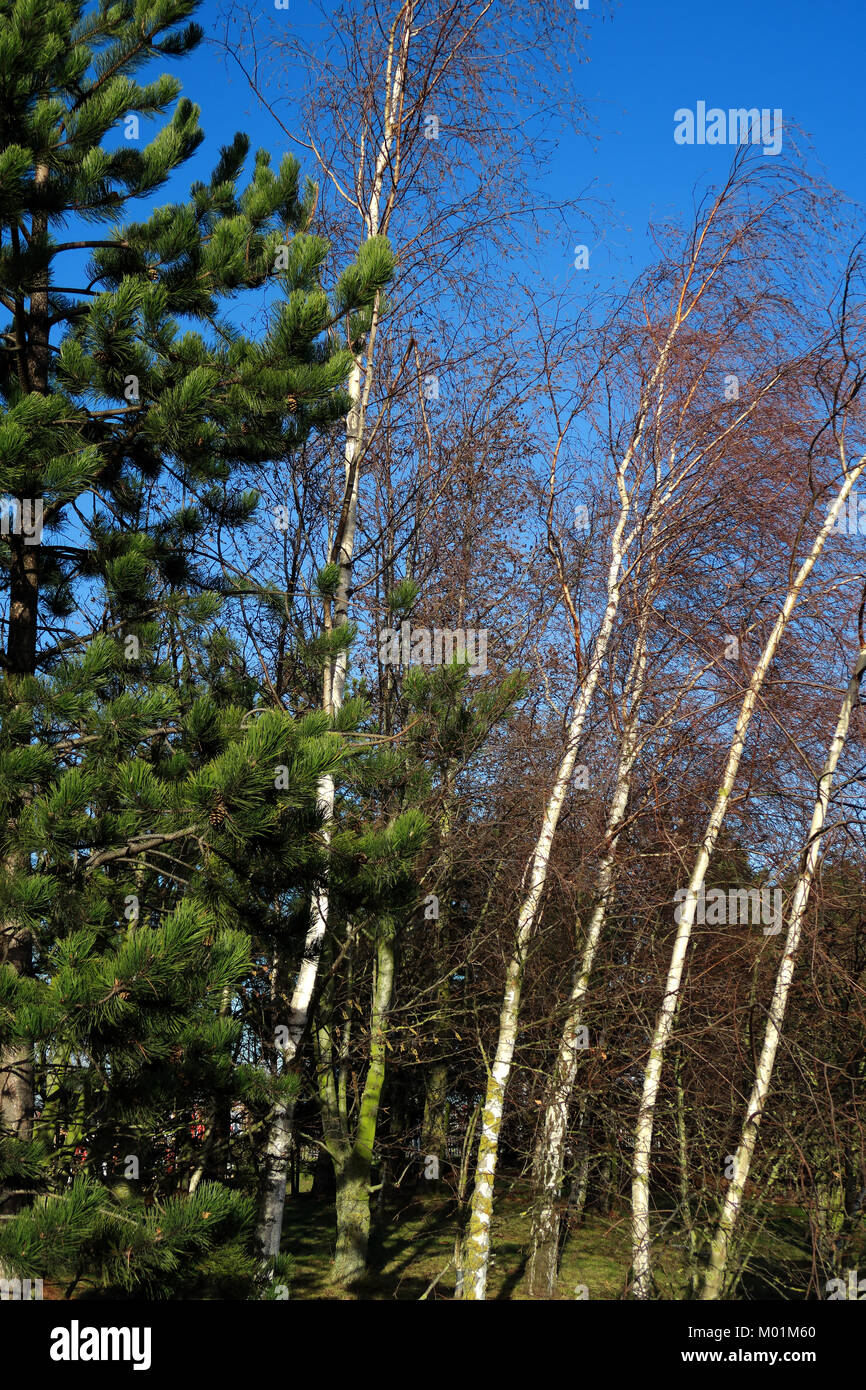 A woodland scene of pine trees and silver birch trees Stock Photo - Alamy