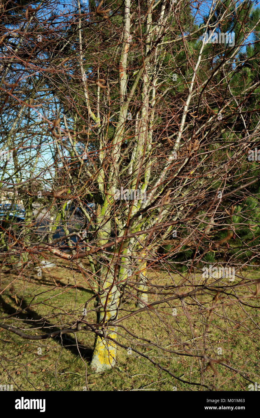 A woodland scene of pine trees and silver birch trees Stock Photo - Alamy