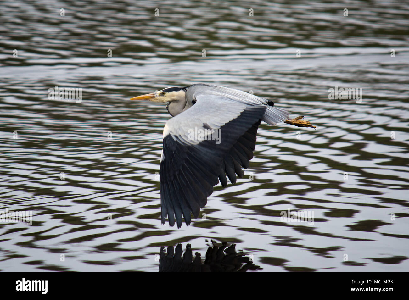 Grey heron gliding over the sea Stock Photo