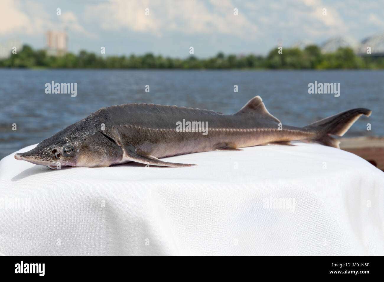 Baikal sturgeon size Clearance