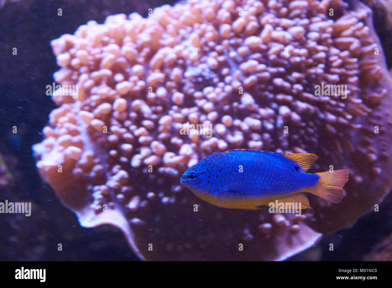 Chrysiptera. Blue fish with orange bottom near coral Stock Photo