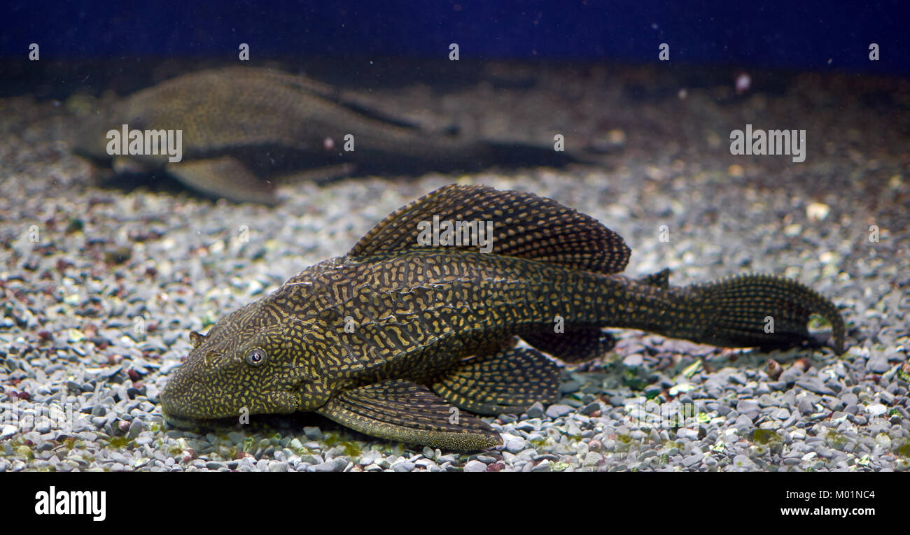 Pterygoplichthys gibbiceps s a species of armored catfish native to Brazil, Ecuador, Peru and Venezuela where it is found in the Orinoco and Amazon ba Stock Photo