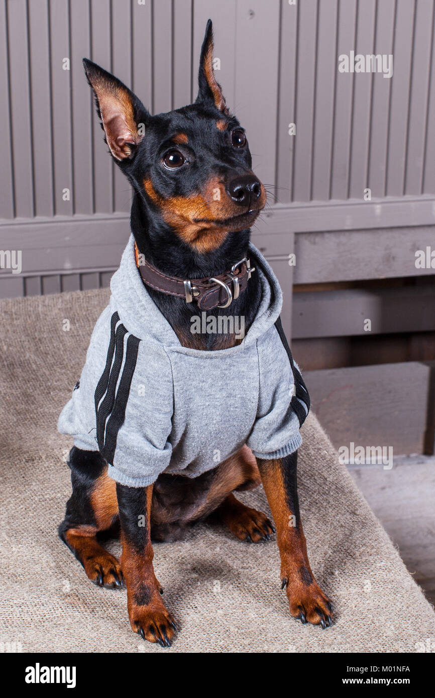 Miniature pinscher dog hi res stock photography and images Page