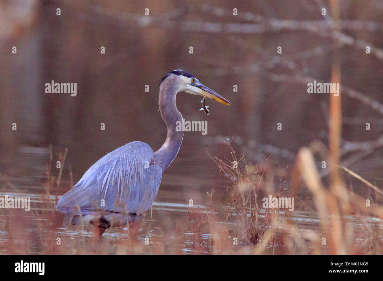 Great Blue Heron fishing in the marsh at the Oxley Nature Center located in Tulsa, Oklahoma 2017 Stock Photo