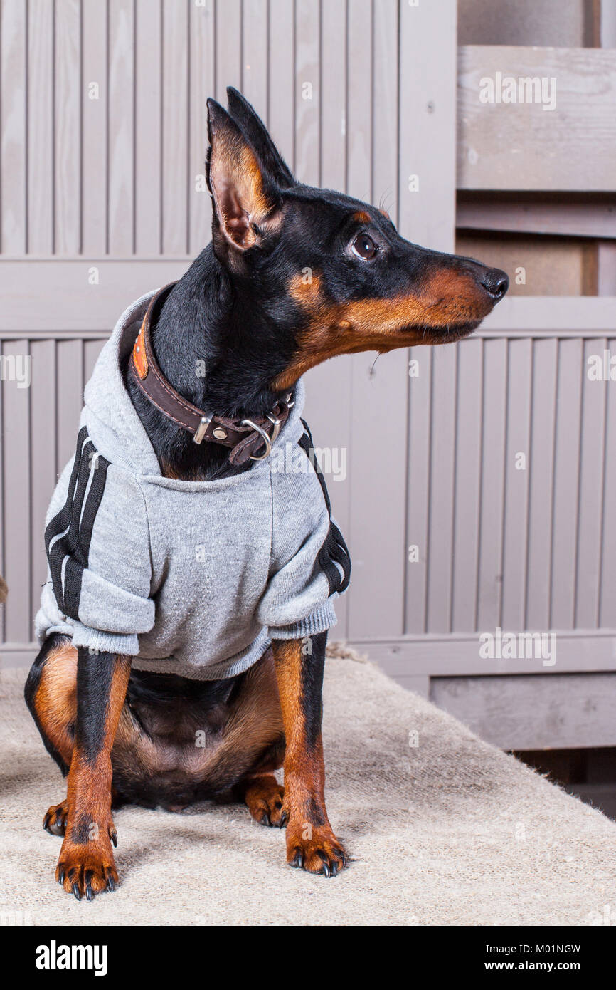 Doberman A small black-brown dog the table. Puppy in clothes. Backdrop gray boards.Close-up Stock Photo - Alamy