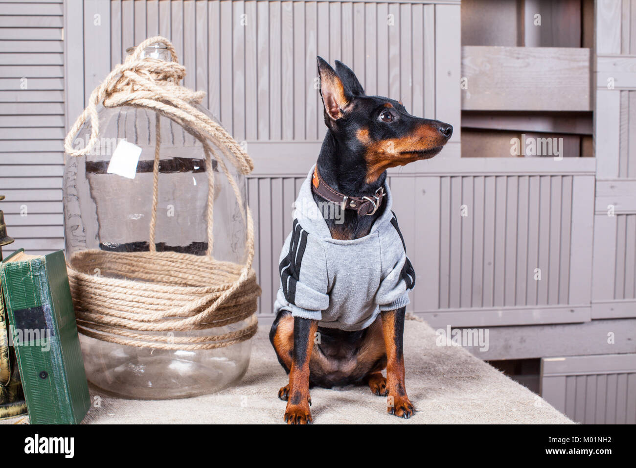 Doberman Pinscher. A small black-brown dog on the table. Puppy in clothes. Backdrop gray boards.Close-up Stock Photo
