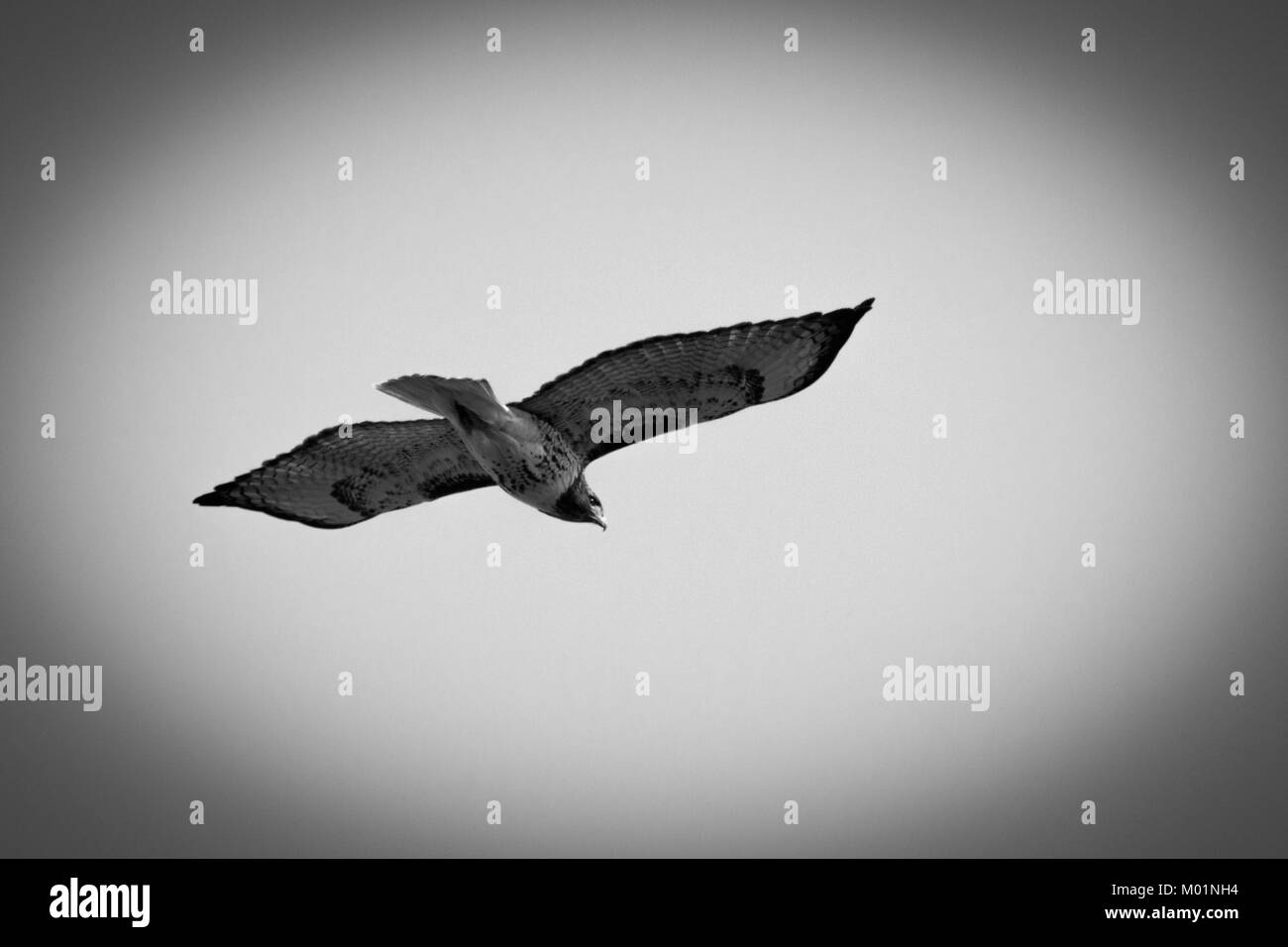 A Red Tailed Hawk flying in Oklahoma Stock Photo