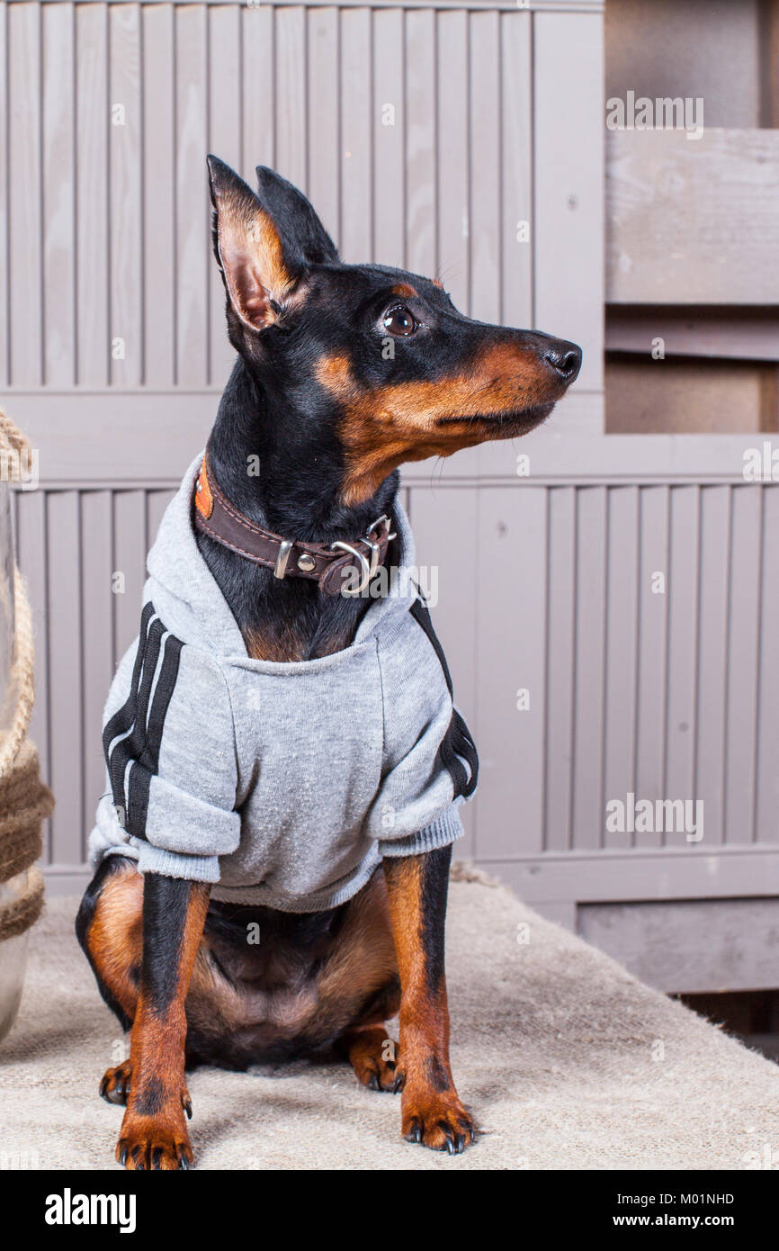 Doberman dog small cheap