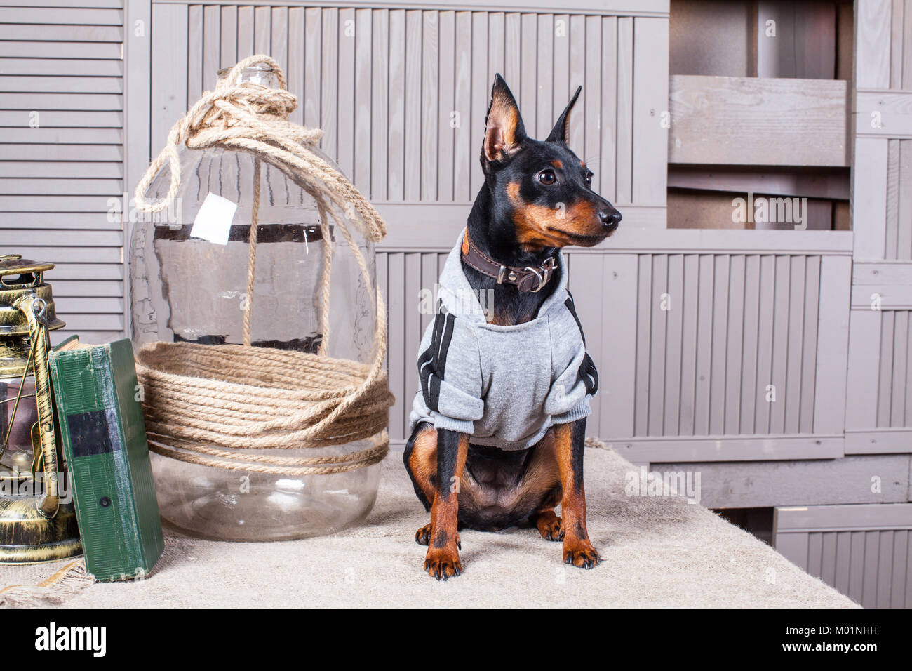 small doberman pinscher