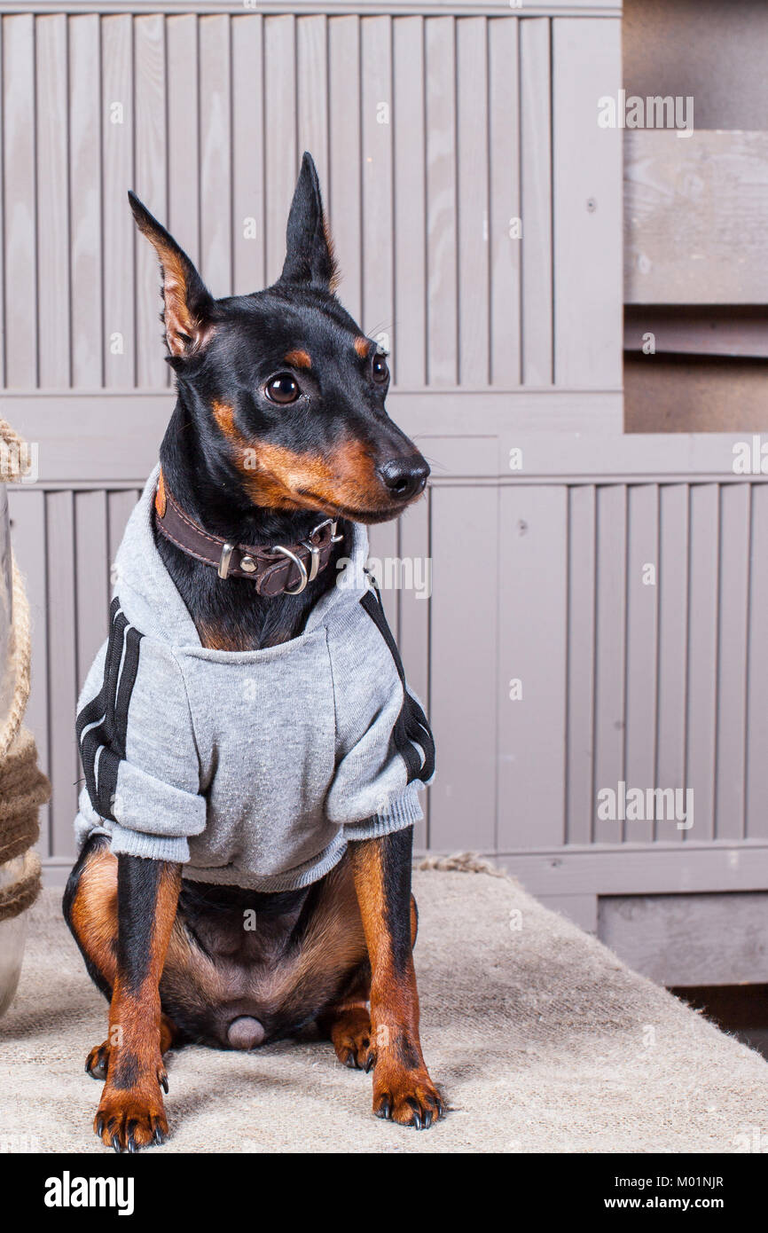 doberman pinscher apparel