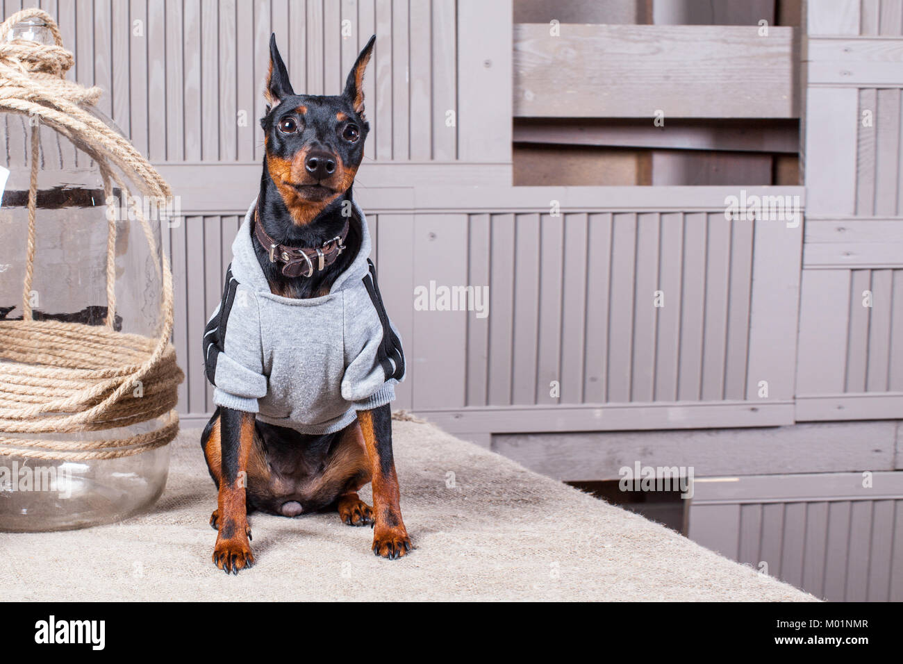 Doberman A small black-brown dog the table. Puppy in clothes. Backdrop gray boards.Close-up Stock Photo - Alamy
