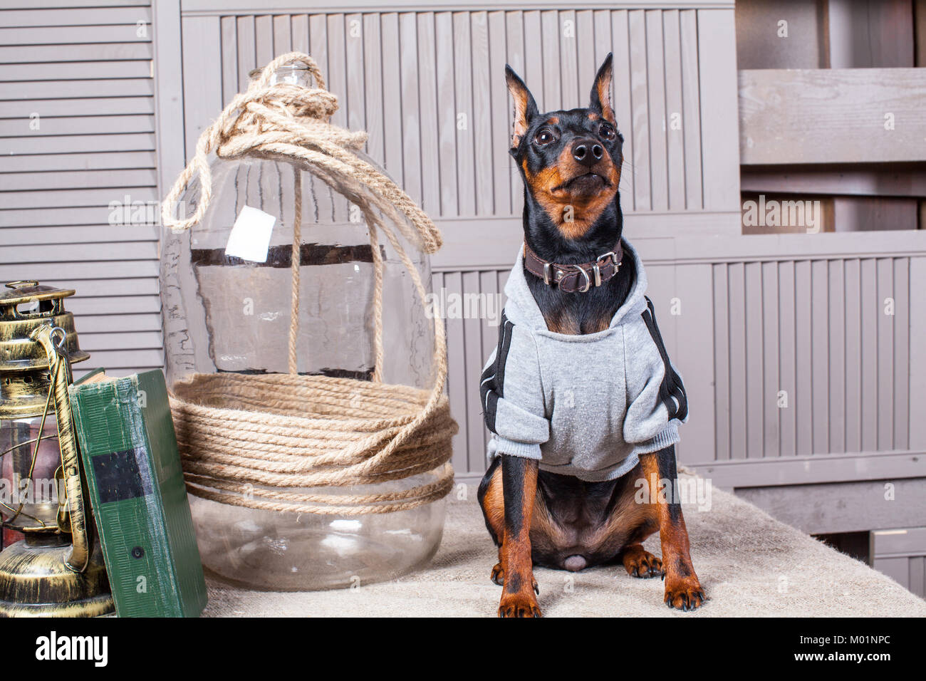 Doberman Pinscher. A small black-brown dog on the table. Puppy in clothes. Backdrop gray boards.Close-up Stock Photo