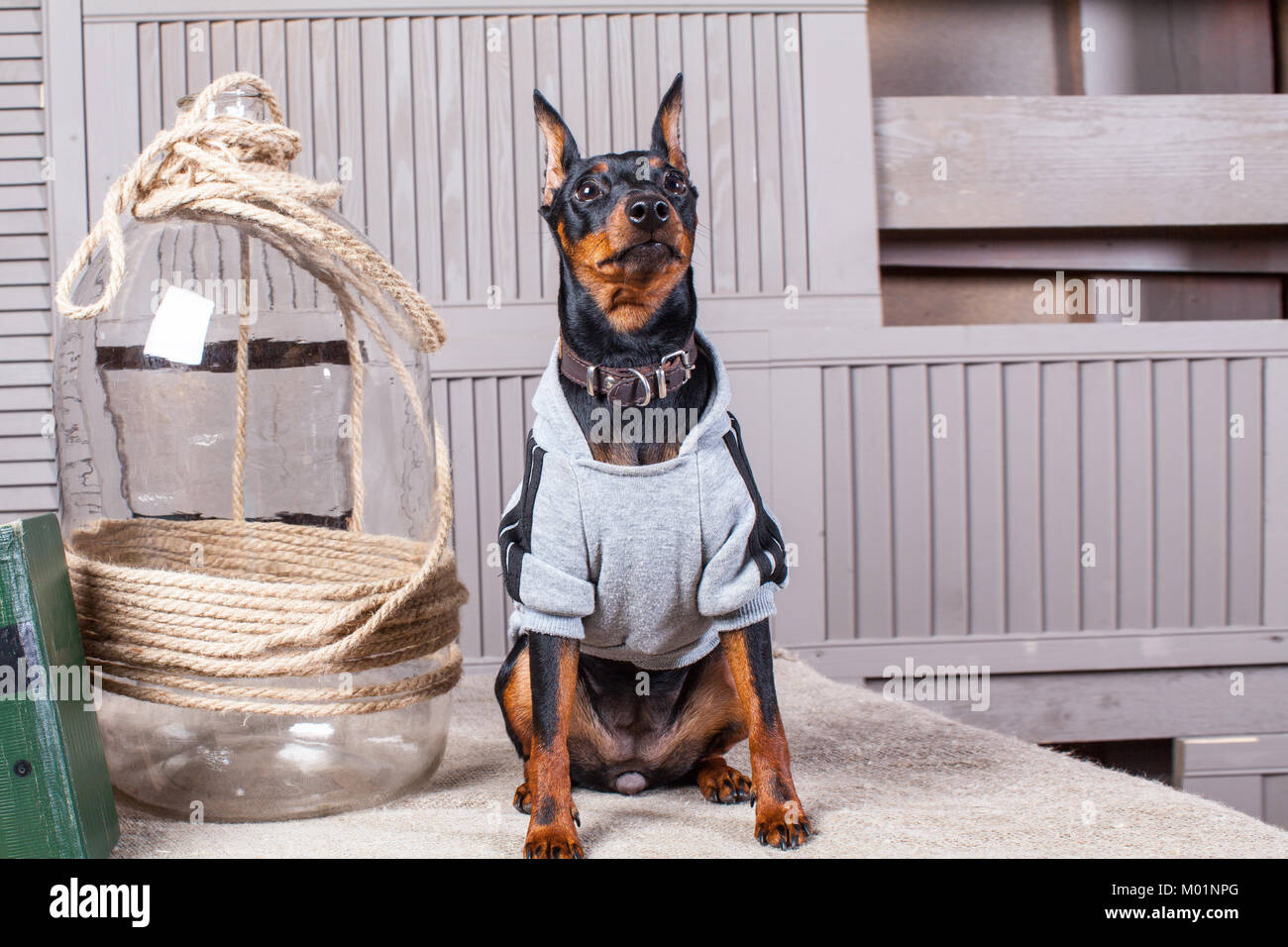 Doberman Pinscher. A small black-brown dog on the table. Puppy in clothes.  Backdrop gray boards.Close-up Stock Photo - Alamy