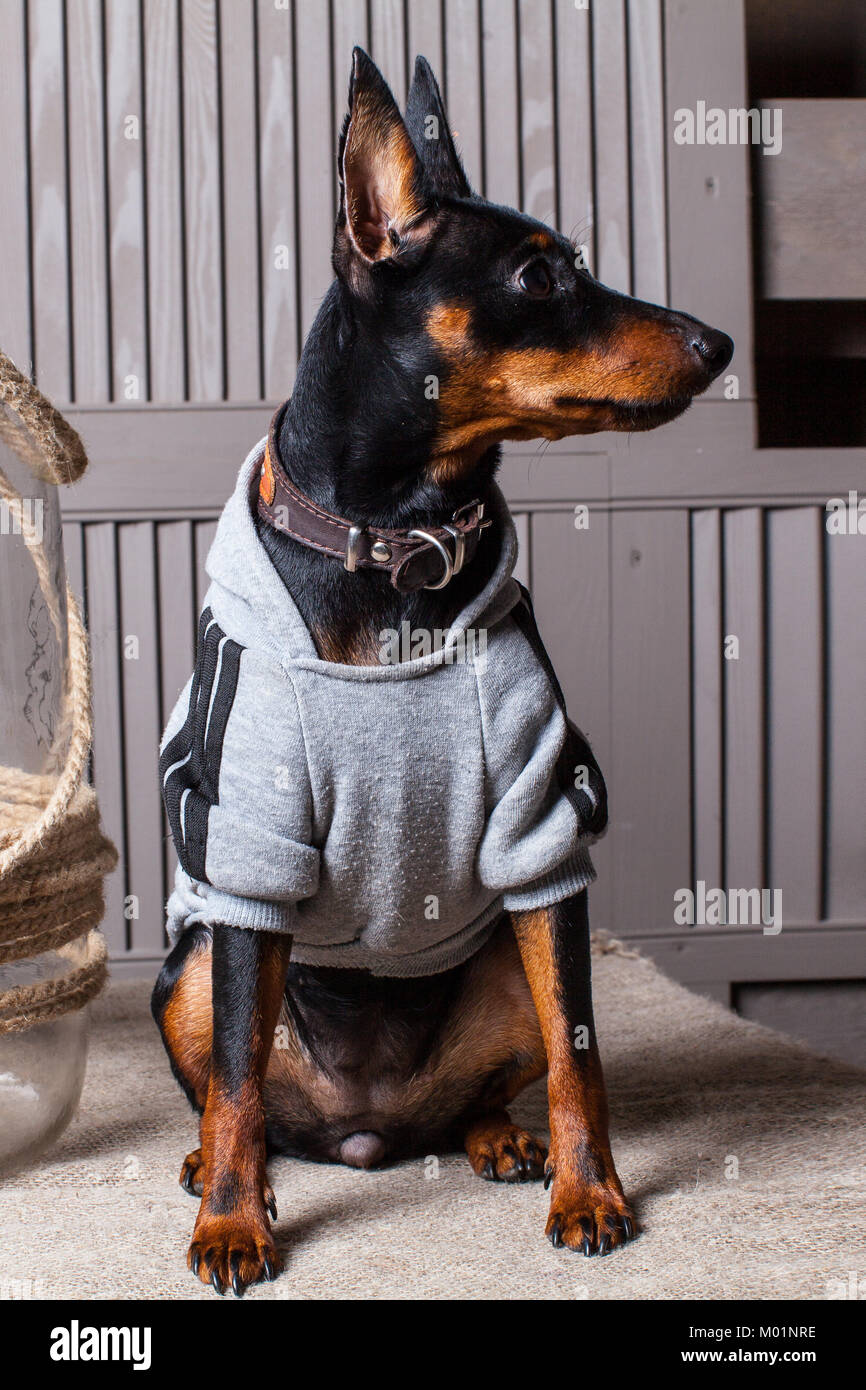 apparel for dobermans