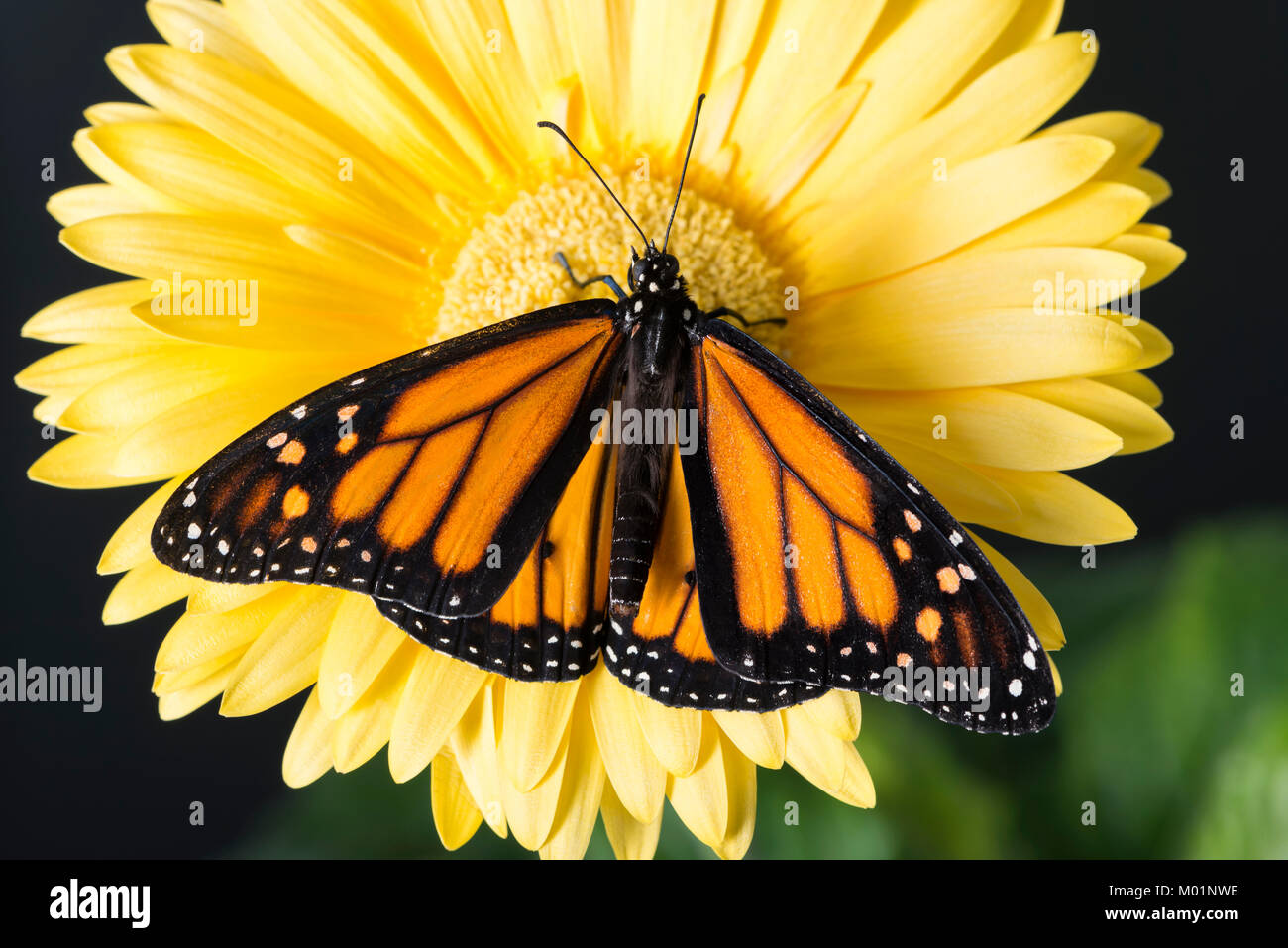 Monarch butterfly Danaus Plexippus with wings spread while resting on a bright yellow gerbera daisy flower - top view Stock Photo