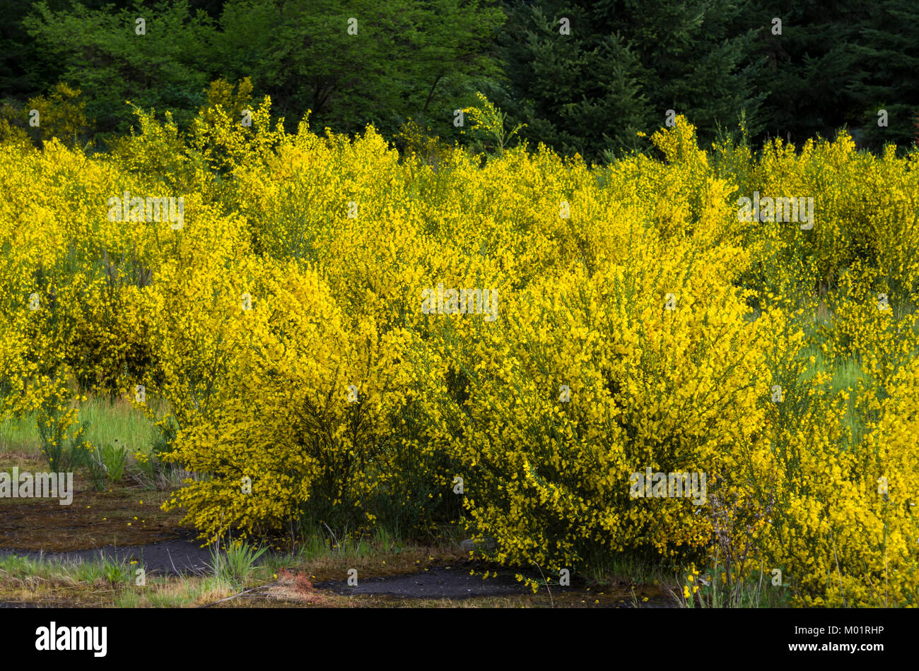 Cytisus scoparius or Scotch Broom an invasive species that blooms yellow in spring Stock Photo