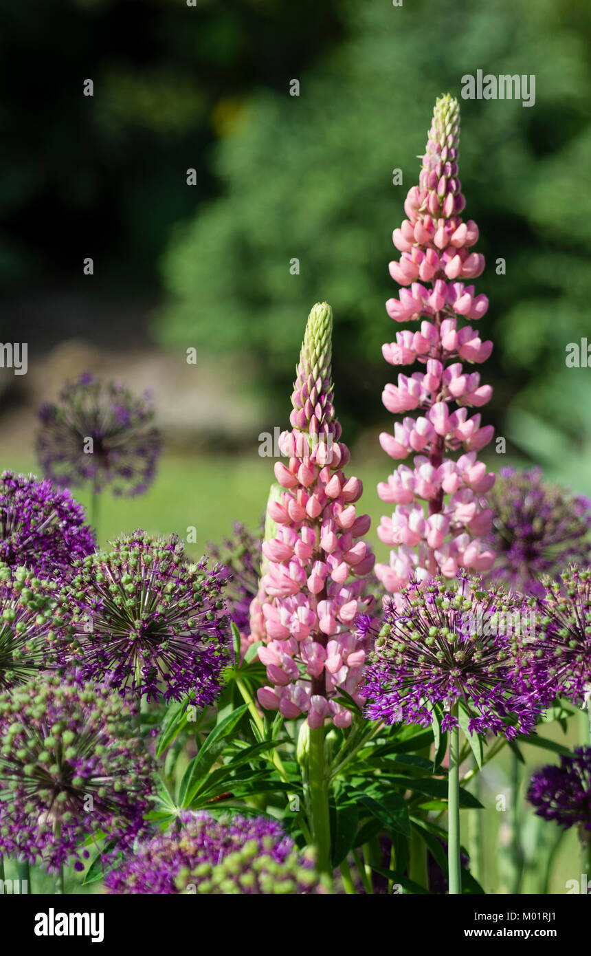 Pink Lupine flower spikes in a flower garden at Schreiners Iris Garden.  Salem, Oregon Stock Photo