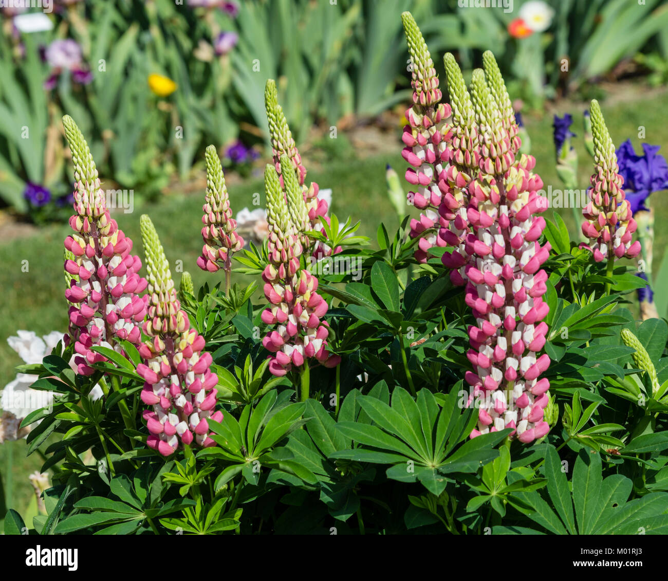 Pink Lupine flower spikes in a flower garden at Schreiners Iris Garden. Salem, Oregon Stock