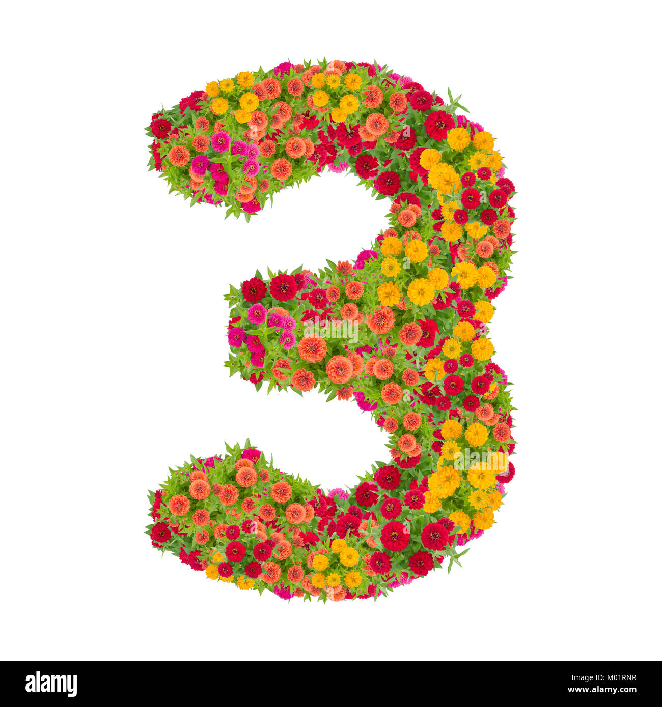 number 3 made from Zinnias flowers isolated on white background.Colorful zinnia flower put together in number three shape with clipping path Stock Photo