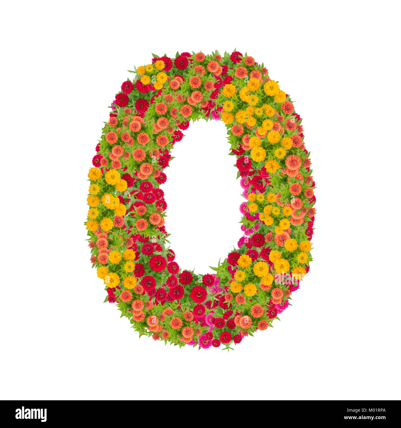 number 0 made from Zinnias flowers isolated on white background.Colorful zinnia flower put together in number zero shape with clipping path Stock Photo