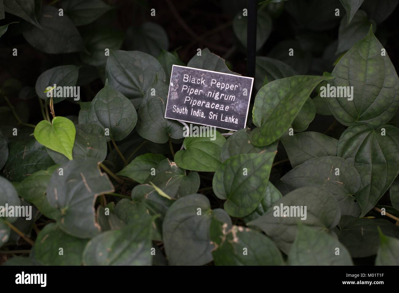 A black pepper plant with an informational sign. Stock Photo